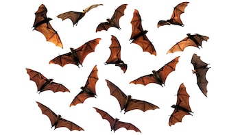 Estudieron 15 mil sonidos emitidos