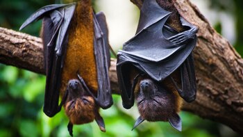 Los murciélagos cuentan con uno