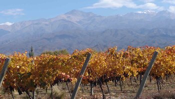 Mendoza, tierra de vinos
