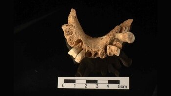 La mandíbula encontrada en España