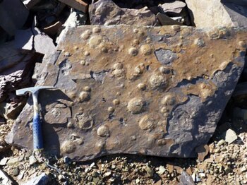 La forma de vida hallada,