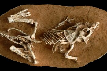 Un embrión de dinosaurio en