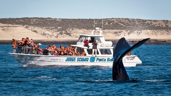 Son pocos los ejemplares de