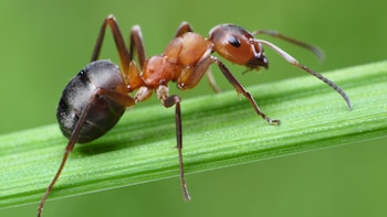 La mujer de 52 años