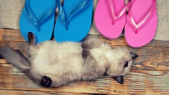 La etapa REM que permite