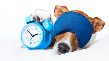 Los perros sueñan a los