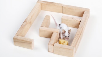 Experimentos neurológicos en animales ayuda