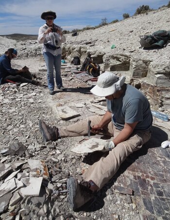 Peter Wilf de la Universidad