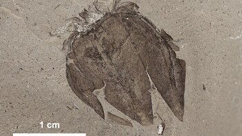 El registro del tomatillo fosilizado,