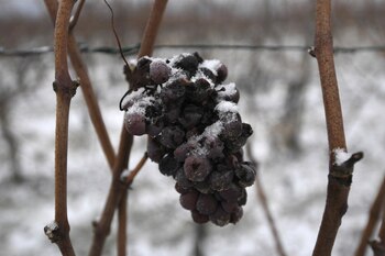 Heiligenstein, Francia (AFP)