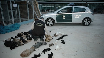 Las macabras imágenes de las