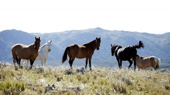 Se llegó a pedir hasta