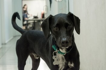 Isidro fue adoptado por Havas