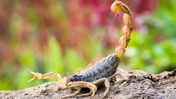 Los alacranes alcanzaron una gran