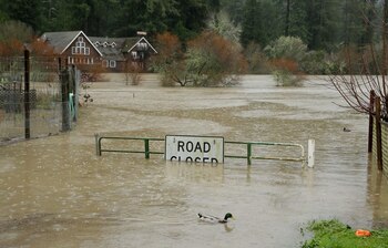 Un pato nada sobre los