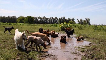 Colonia de vacaciones: Los perros
