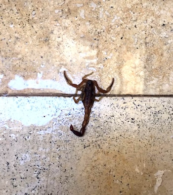 El alacrán venenoso encontrado por