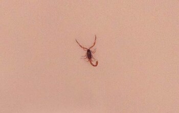 El primer alacrán que apareció