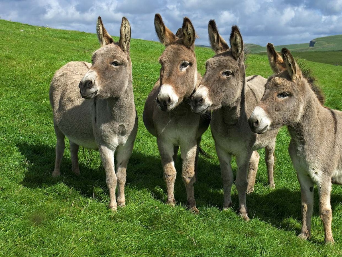 Leche de burra: innovación productiva en Córdoba