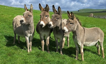 Los burros mexicanos podrían extinguirse