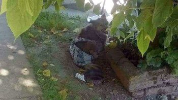 La perra hallada en la