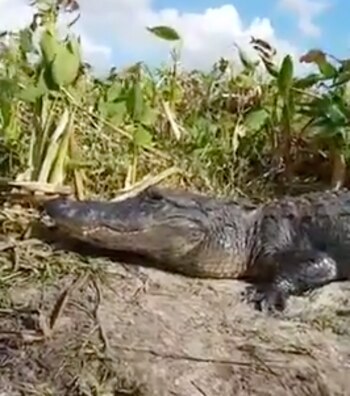 El cocodrilo tomaba sol en