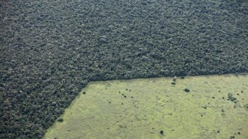En Brasil hay bosques enteros