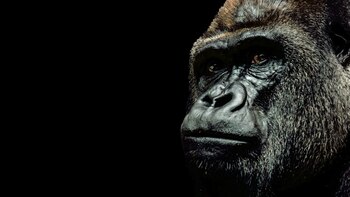 El humano tendrá que asumir