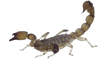 El Bothriurus flavidus es el