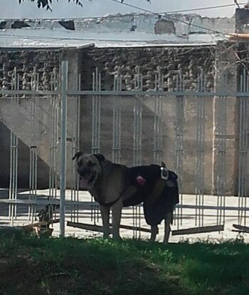 El perro vestido de mujer