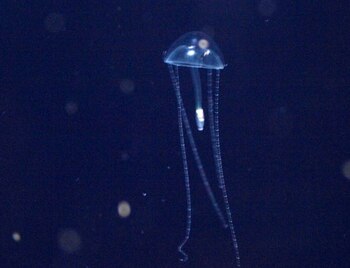 La Liriope tetraphylla, mide menos