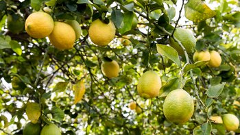 En el continente americano la