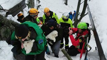Tres perros fueron encontrados con