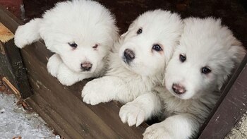 Los perros permanecieron casi cinco