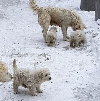 Los tres cachorros habían nacido