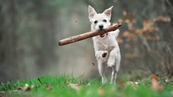 Mascotas que llevan juguetes pesados