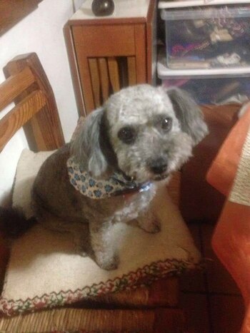 El perro que se coló