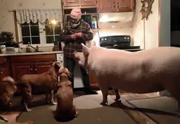 Todas las mascotas de la