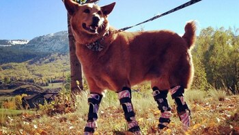 Naki’o perdió sus cuatro extremidades