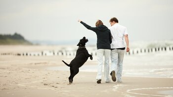 Vacaciones con perros: no los