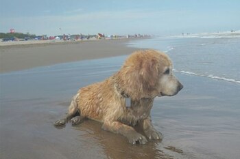 Es importante que siempre lleve