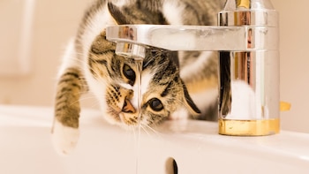 La gastroenteritis proviene de la