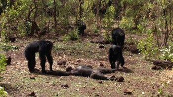 El fatal final de Foudouko