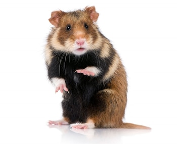 El hamster se encuentra en