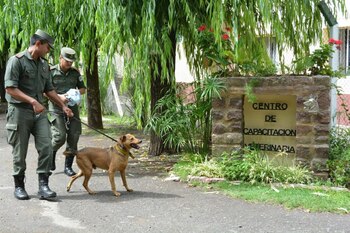 Ángel, adoptado por Gendarmería Nacional,