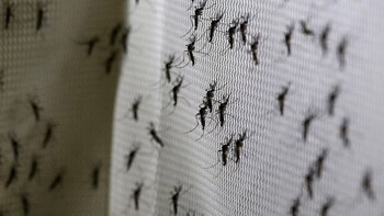 Estudios en mosquitos ayudan a