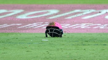 Las abejas se posaron sobre