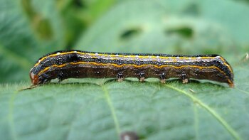 Además de destrozar los cultivos,