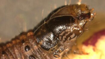 Aunque la oruga es conocida