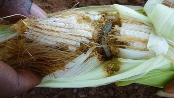 Los investigadores trabajan para determinar